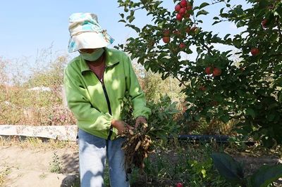 布爾津鎮 果蔬豐收采摘忙，增收致富助振興