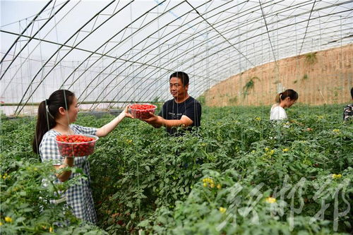 館陶縣雙輪驅(qū)動(dòng) 果蔬種植鼓起農(nóng)民錢袋子，苗木種植鋪就綠色致富路