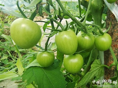 家鄉(xiāng)新變化 喜迎二十大 | 張家川縣天河村 果蔬大棚種植與苗木培育，繪就鄉(xiāng)村振興新畫卷