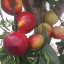 鄒城市思成果蔬種植專業(yè)合作社 綠色果蔬種植，品質(zhì)與健康的守護(hù)者