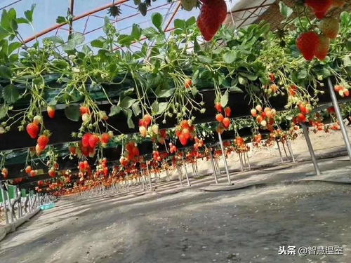 無土栽培與果蔬前沿種植技術(shù)培訓(xùn) 苗木種植的未來之路